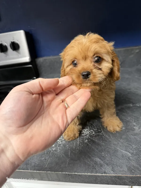 Candy – Cavapoo puppy for sale in Woodridge, NY