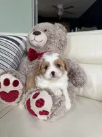 processed/64ab4100-e81d-42cb-8ad7-842a01c9ba3e/listing/adca9113-3d46-4f0e-af32-081c74341f1f/a0fc45d8-0eeb-452f-b98a-b811123aceb5