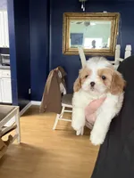 processed/64ab4100-e81d-42cb-8ad7-842a01c9ba3e/listing/adca9113-3d46-4f0e-af32-081c74341f1f/af88c16b-dcdc-4cb5-9bf1-f10d66dc6b65