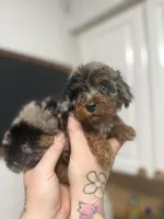 Bella, a female Poodle - Miniature  for sale in Woodridge, NY – Photo 2 of 4