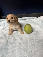 processed/64ab4100-e81d-42cb-8ad7-842a01c9ba3e/listing/af7fff6e-af5f-44e7-8aee-68fde2585b13/42d363de-7874-4425-865c-4a6220bd45a5