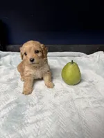 processed/64ab4100-e81d-42cb-8ad7-842a01c9ba3e/listing/af7fff6e-af5f-44e7-8aee-68fde2585b13/9b421b5e-5501-44f0-b4ac-302f954709ca