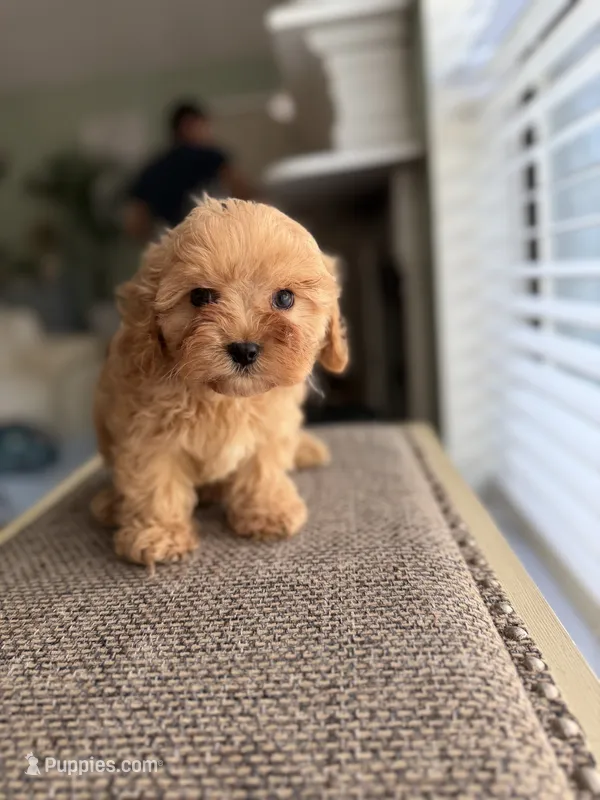 Bruno – Cavapoo puppy for sale in Woodridge, NY