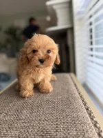 Bruno, a male Cavapoo for sale in Woodridge, NY – 1 of 2