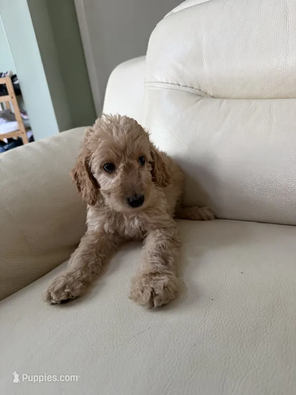 Ryan – Goldendoodle puppy for sale in Woodridge, NY