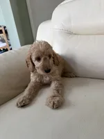Ryan, a male Goldendoodle for sale in Woodridge, NY – 1 of 2