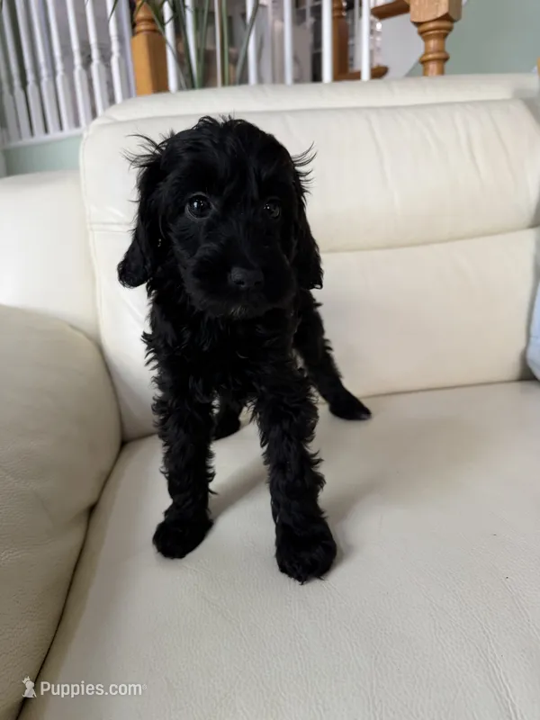 Shadow – Goldendoodle puppy for sale in Woodridge, NY