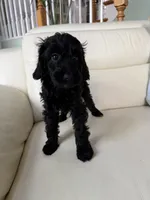 Shadow, a male Goldendoodle for sale in Woodridge, NY – 1 of 1