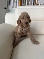 Brownie, a male Goldendoodle for sale in Woodridge, NY – 2 of 2