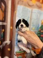 Ralf, a male Cavapoo for sale in Woodridge, NY – Photo 2 of 3