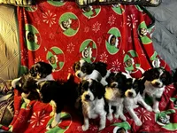 Peter, a male Cavapoo for sale in Woodridge, NY – Photo 3 of 3