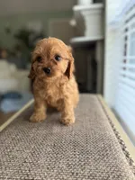 Candy, a female Cavapoo for sale in Woodridge, NY – 2 of 3
