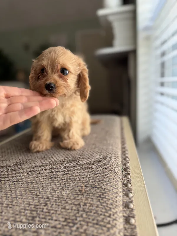 Lolly  – Cavapoo puppy for sale in Woodridge, NY