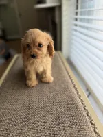 Lolly , a female Cavapoo for sale in Woodridge, NY – 3 of 3