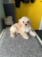 Peanut, a male Cavapoo for sale in Woodridge, NY – 2 of 2