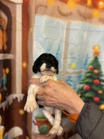 Santa, a male Cavapoo for sale in Woodridge, NY – Photo 2 of 3