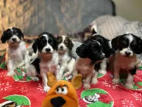 Santa, a male Cavapoo for sale in Woodridge, NY – Photo 1 of 3