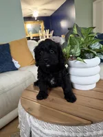 River, a female Cavapoo for sale in Woodridge, NY – Photo 1 of 2