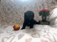 River, a female Cavapoo for sale in Woodridge, NY – Photo 2 of 2
