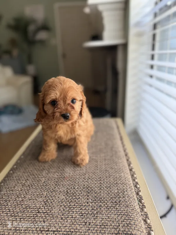 Candy – Cavapoo puppy for sale in Woodridge, NY