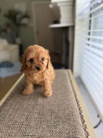 Candy, a female Cavapoo for sale in Woodridge, NY – 1 of 3