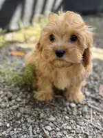 Bruno, a male Cavapoo for sale in Woodridge, NY – 3 of 5