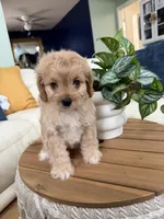 LilLLy, a female Cavapoo for sale in Woodridge, NY – Photo 1 of 2