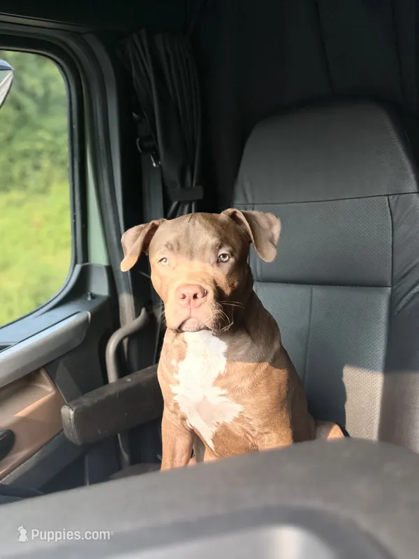Luka – American Bully puppy for sale in Jenkintown, PA