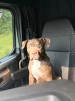 Luka, a male American Bully for sale in Jenkintown, PA – 1 of 5