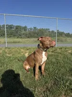 Luka, a male American Bully for sale in Jenkintown, PA – 5 of 5