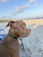 Luka, a male American Bully for sale in Jenkintown, PA – 3 of 5