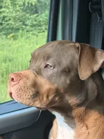 Luka, a male American Bully for sale in Jenkintown, PA – 2 of 5