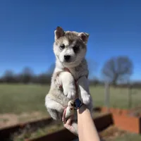 Willow Jean, a female Siberian Husky for sale in Walnut Grove, MO – Photo 2 of 3