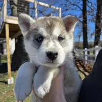Willow Jean, a female Siberian Husky for sale in Walnut Grove, MO – Photo 3 of 3