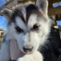 Gwenna , a female Siberian Husky for sale in Walnut Grove, MO – Photo 3 of 6