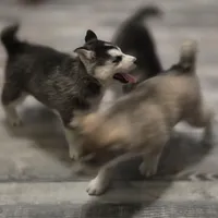 Gwenna , a female Siberian Husky for sale in Walnut Grove, MO – Photo 4 of 6