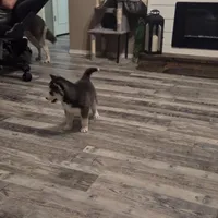 Gwenna , a female Siberian Husky for sale in Walnut Grove, MO – Photo 5 of 6