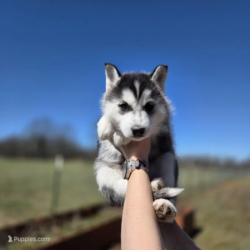 Gwenna  – Siberian Husky puppy for sale in Walnut Grove, MO