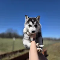 Gwenna , a female Siberian Husky for sale in Walnut Grove, MO – Photo 1 of 6