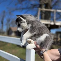 Gwenna , a female Siberian Husky for sale in Walnut Grove, MO – Photo 2 of 6