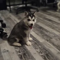 Gwenna , a female Siberian Husky for sale in Walnut Grove, MO – Photo 6 of 6