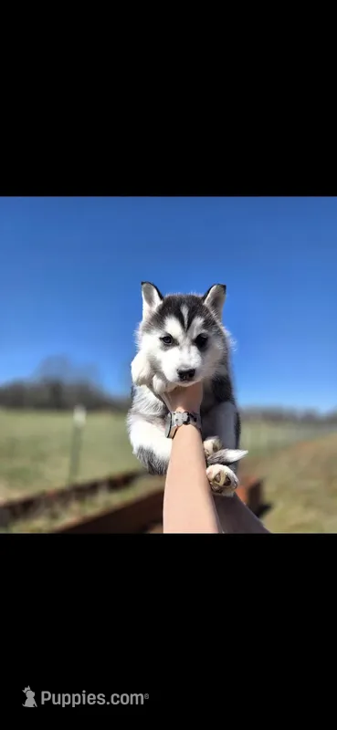 Ivy Mae – Siberian Husky puppy for sale in Walnut Grove, MO