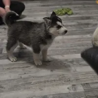 Ivy Mae, a female Siberian Husky for sale in Walnut Grove, MO – Photo 5 of 5
