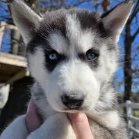 Ivy Mae, a female Siberian Husky for sale in Walnut Grove, MO – Photo 1 of 5
