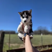 Ivy Mae, a female Siberian Husky for sale in Walnut Grove, MO – Photo 2 of 5