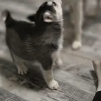 Ivy Mae, a female Siberian Husky for sale in Walnut Grove, MO – Photo 4 of 5