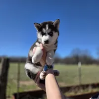 Ivy Mae, a female Siberian Husky for sale in Walnut Grove, MO – Photo 3 of 5