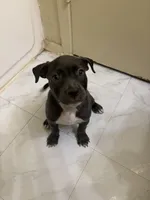 Panda, a female American Pit Bull Terrier for sale in Austin, TX – 6 of 6