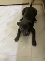Panda, a female American Pit Bull Terrier for sale in Austin, TX – 2 of 6