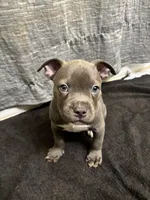 Buck, a male American Staffordshire Terrier for sale in Austin, TX – Photo 3 of 5